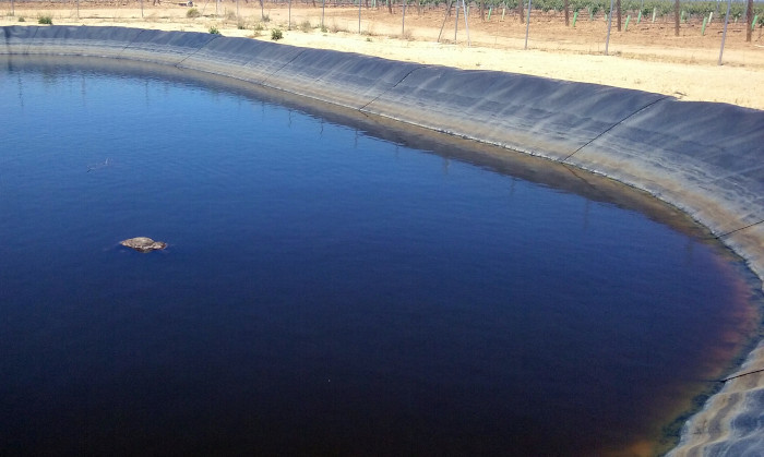 El cadáver de un zorro flota en la balsa de riego donde se ha ahogado el animal. La fotografía se ha tomado en una comarca agraria de la provincia de Valladolid donde se sufren cuantiosas pérdidas por daños a la agricultura del conejo, presa del zorro.