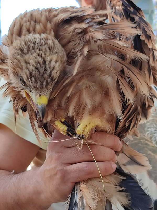 Primer plano de uno de los pollos de milano real que han nacido en la Casa de Campo de Madrid.