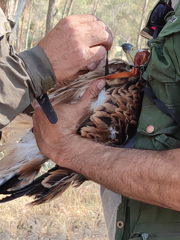 Momento de la colocación de un emisor GPS a uno de los pollos del milano real "Bernuy".