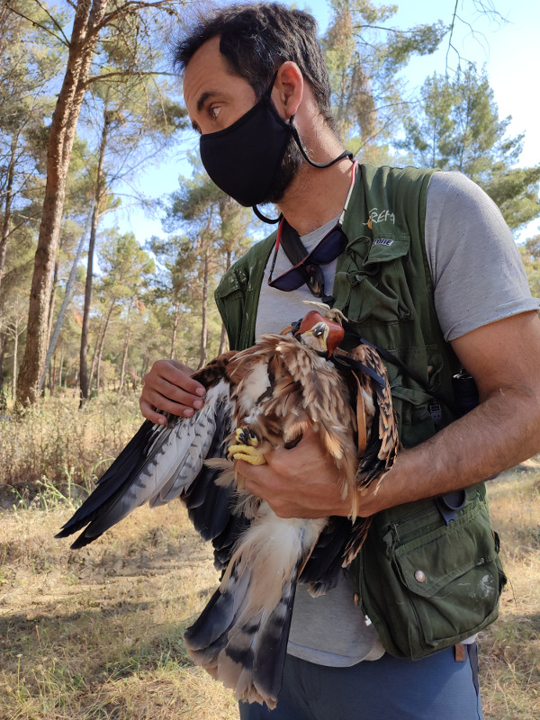 Un biólogo de GREFA sujeta a uno de los pollos de "Bernuy" tras ser marcado con GPS.