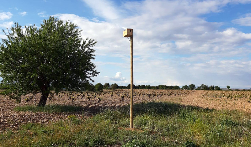 Caja nido para mochuelo europeo instalada en el viñedo de Bodega Numanthia (Valdefinjas, Zamora).