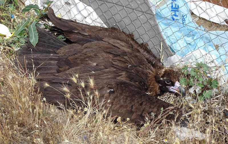 Buitre negro que encontramos el pasado 20 de junio junto al CTR Ávila-Norte.