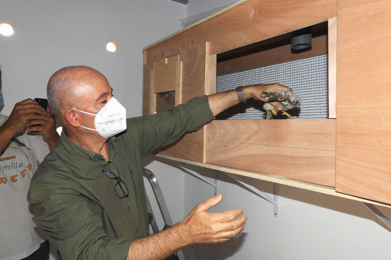 Miguel Ángel Gómez, propietario de la finca "Tejadilla", deposita un pollo de cernícalo primilla en el cajón de "hacking" del primillar de Écija (Sevilla). Foto: José María Ayala.