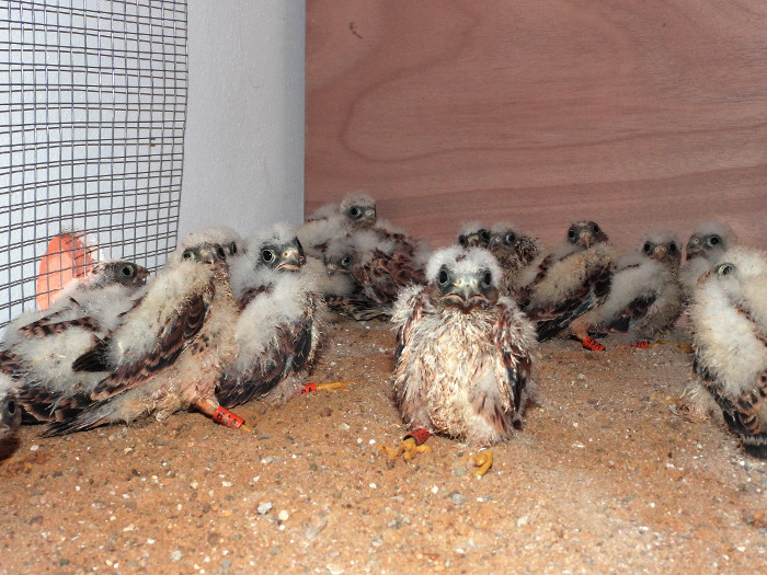 Grupo de pollos de cernícalo primilla ya introducidos en el cajón de "hacking" del primillar de Écija. Foto José María Ayala