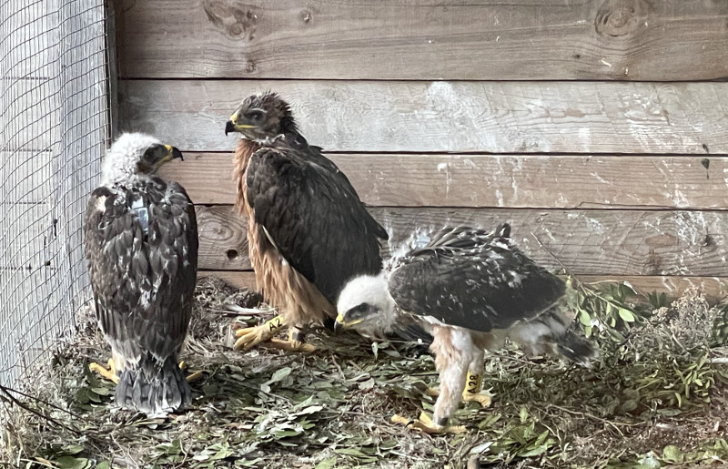 Los tres pollos de águila de Bonelli procedentes de Sicilia, en el jaulón de aclimatación de la zona de Cerdeña donde serán próximamente liberados. Foto: ISPRA.