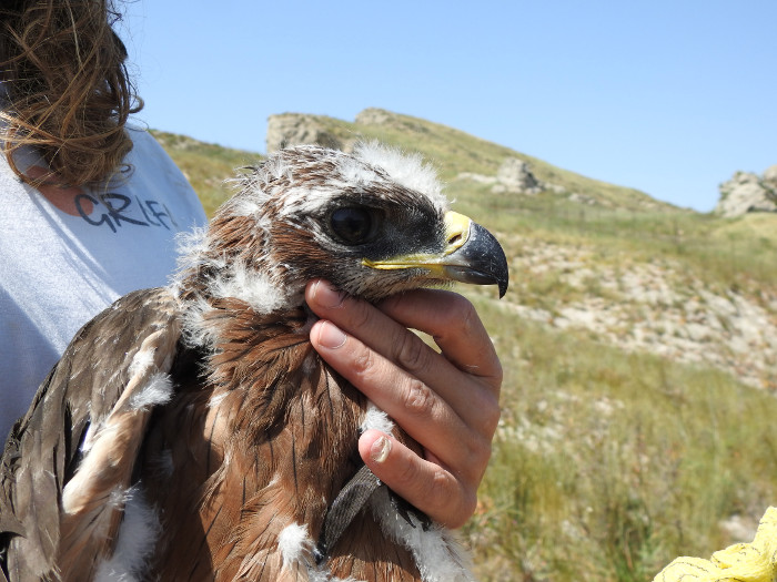 Pollo de águila de Bonelli de la población siciliana de la especie al que se le ha colocado un emisor GPS.