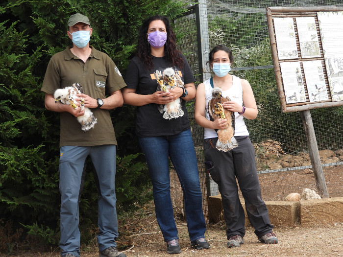 De izquierda a derecha, Diego García Manzanares, del Grupo de Intervención en Altura de la Rioja (GIAR); Andreia Días, técnica de TRAGSA perteneciente al equipo del Miteco y Natalia Pastor, veterinaria de GREFA. En la foto sujetan a los tres pollos de águila de Bonelli trasladados de Sicilia a Cerdeña.