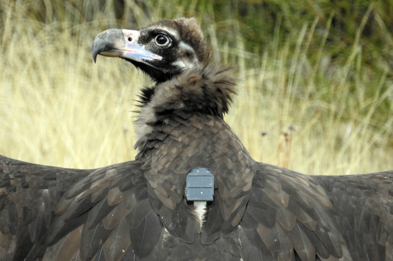 Buitre negro liberado en la Sierra de la Demanda, con su emisor GPS visible.