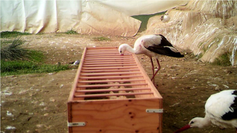 Una cigüeña se alimenta en las instalaciones de GREFA en el prototipo de comedero diseñado para estas aves.
