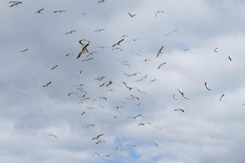 A determinadas horas y con la llegada de los camiones de basura, las cigüeñas alzan el vuelo para acudir a rebuscar en el vertedero.