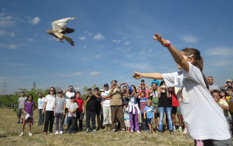 Momento de la liberación de un cernícalo vulgar rehabilitado en el Hospital de Fauna Salvaje de GREFA, ubicado en Majadahonda (Madrid).