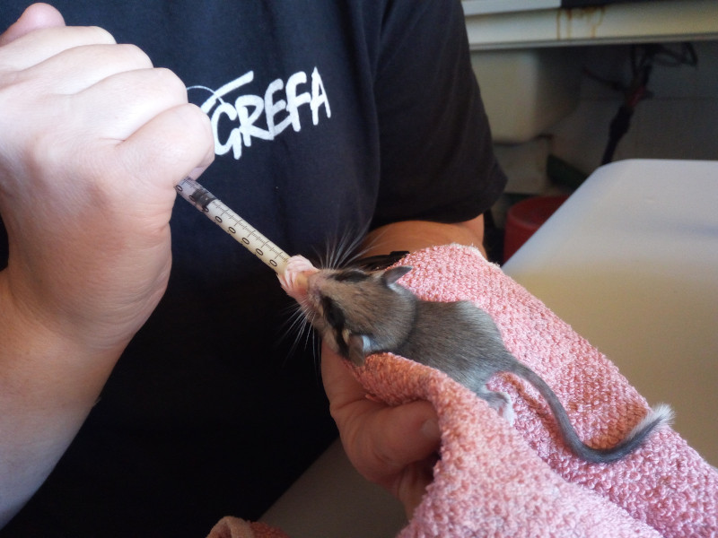 Una voluntaria alimenta a una cría de lirón careto en el hospital de fauna de GREFA.