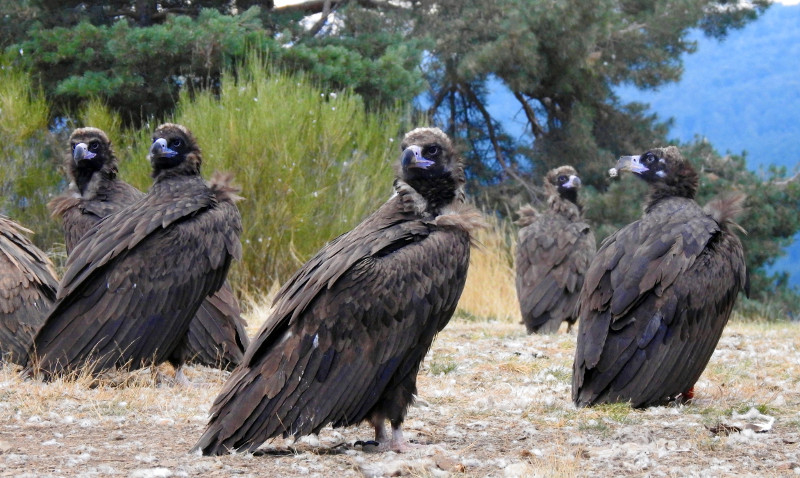 Grupo de buitres negros en el punto de alimentación creado por el Proyecto Monachus en la Sierra de la Demanda.