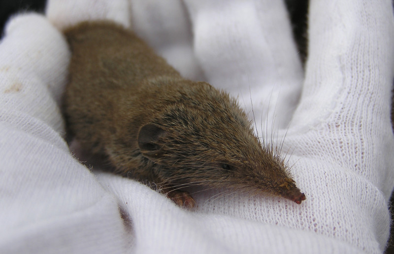 Musaraña canaria en manos de Claudia Schuster, que lleva años estudiando a esta singular especie.