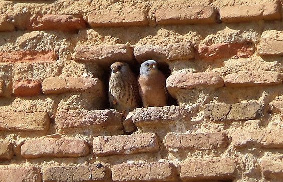 Una pareja de cernícalo primilla otea la calle desde su mechinal en Tierra de Campos.￼￼