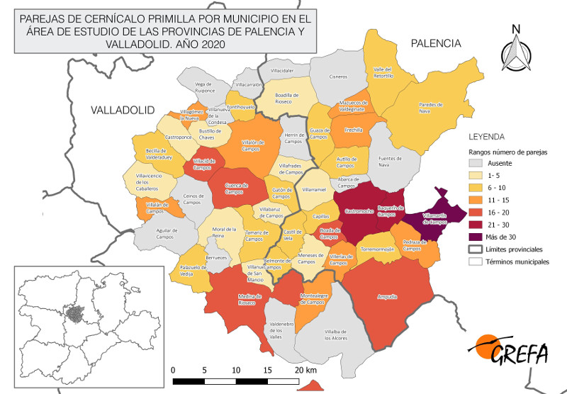 Tres años siguiendo al cernícalo primilla en Tierra de Campos