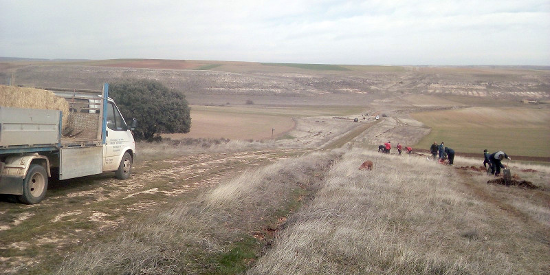 Otro momento de la plantación en el que se ve un camión con la paja destinada a proteger los alcorques de los árboles y arbustos plantados.