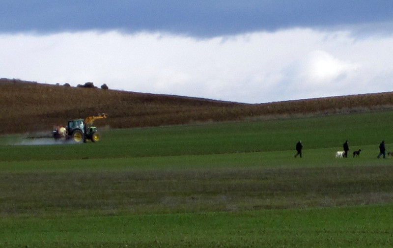 Unos galgueros en plena actividad en un cultivo que es tratado con herbicida en ese mismo momento. Una estampa habitual de un modelo agrícola destructivo de la biodiversidad.