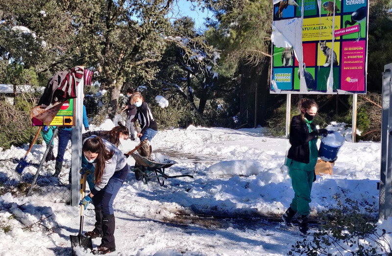 Varias voluntarias retiran la nieve del temporal "Filomena" en una de las entradas al hospital de fauna de GREFA.