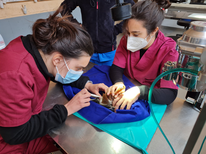 Voluntarias de GREFA en plena actividad en la enfermería del hospital de fauna de GREFA.