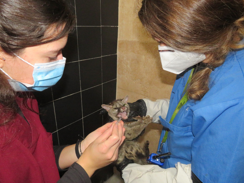 Dos voluntarias de GREFA atienden a una cría de gineta.