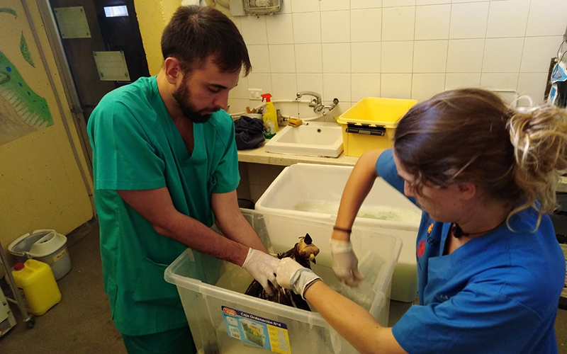 Lavado de un ratonero petroleado en el Hospital de Fauna Salvaje de GREFA.