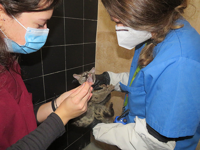 Dos veterinarias de GREFA atienden a una cría de gineta.