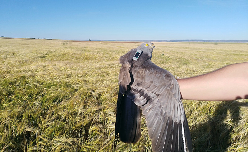 Macho adulto de aguilucho cenizo marcado con un GPS satelital en la comarca de La Sagra.