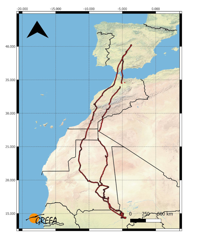 Migración aguilucho cenizo 'Panzer'