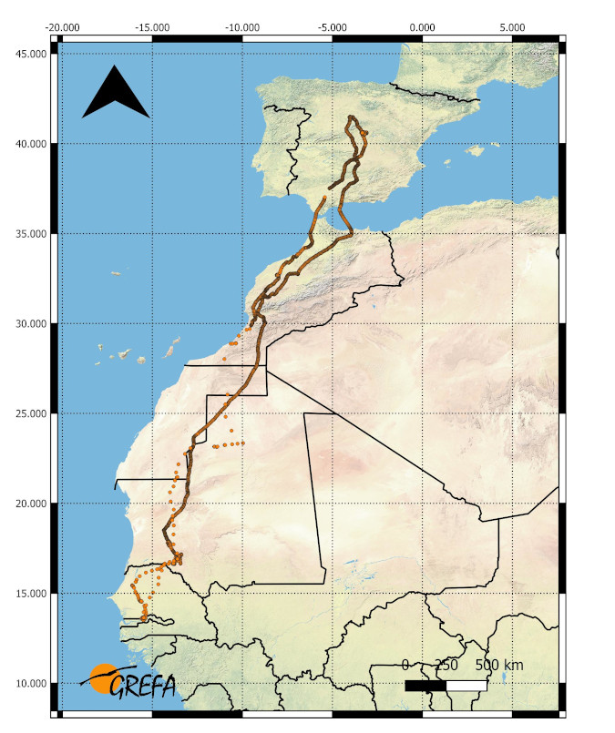 Migración aguilucho cenizo 'Galan'