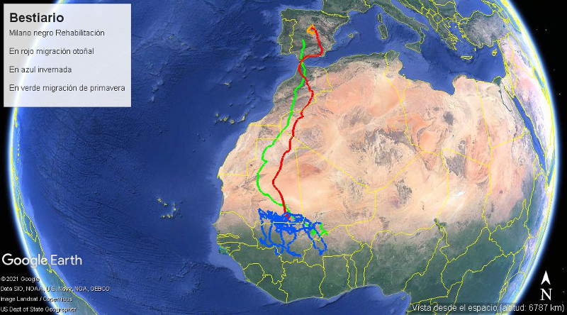 Viajes migratorios e invernada del milano negro "Bestiario" tras ser rehabilitado por GREFA y liberado.