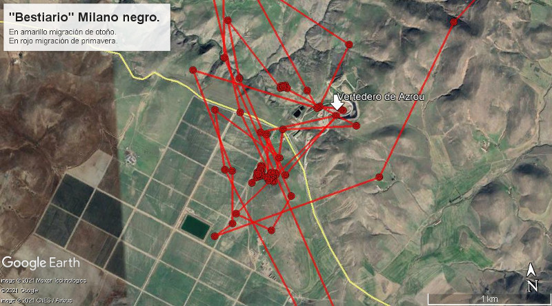 Movimientos del milano negro "Bestiario" en el entorno del vertedero de Azrou (Ifrane, Marruecos) durante los dos pasos migratorios.