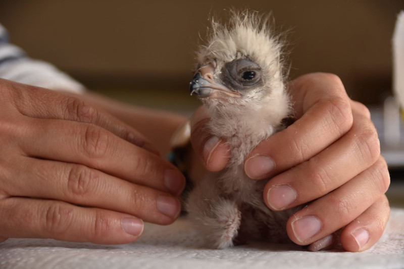 Uno de los seis pollos de águila de Bonelli que ya han nacido en nuestras instalaciones durante 2021.