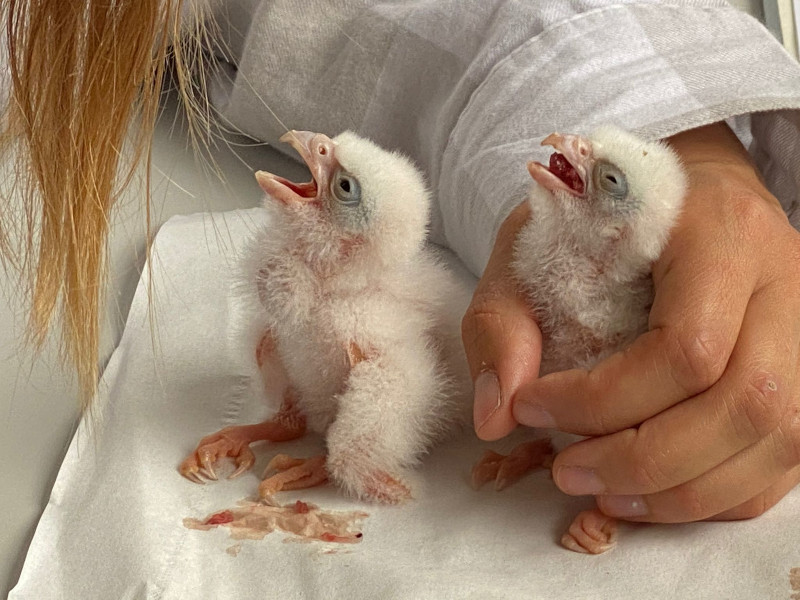 Así de bien lucen los dos pollos de halcón peregrino que han nacido este año en GREFA. Por primera vez hemos criado a esta especie en nuestro centro.