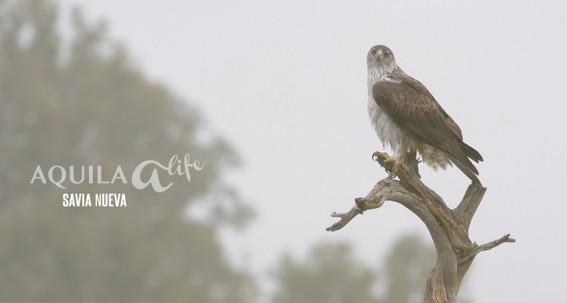 Imagen promocional del vídeo "Savia nueva" de Francisco Márquez sobre el águila de Bonelli.