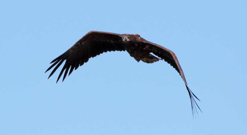 Uno de los pigargos liberados en Asturias en vuelo, con su emisor GPS visible al dorso. Foto: Ilja Alexander Schroeder.