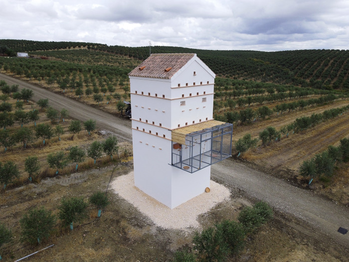 El primillar de la finca "Tejadilla", en Écija (Sevilla), a vista de dron. Foto: Diego Jordano.