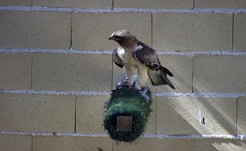 El águila calzada "Bambú", durante su fase de rehabilitación en el Hospital de Fauna Salvaje de GREFA.