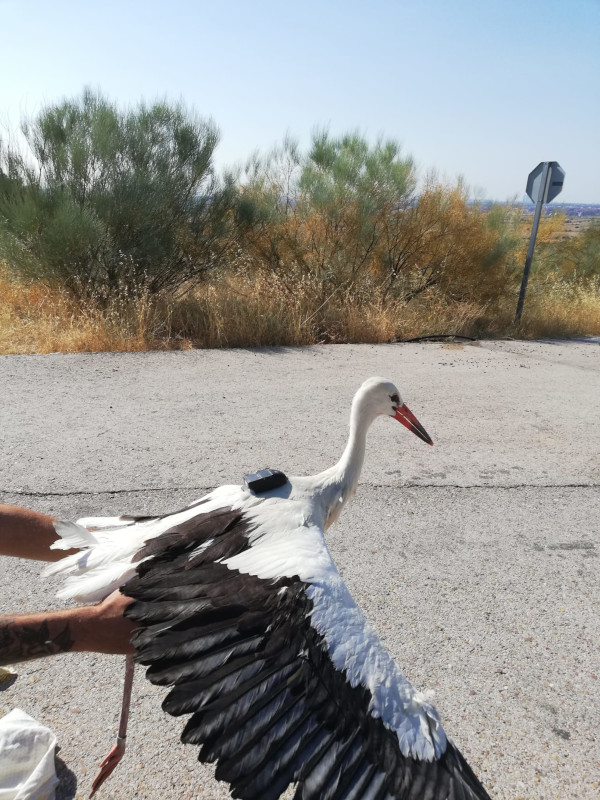 Cigüeña blanca rehabilitada y liberada con emisor GPS.