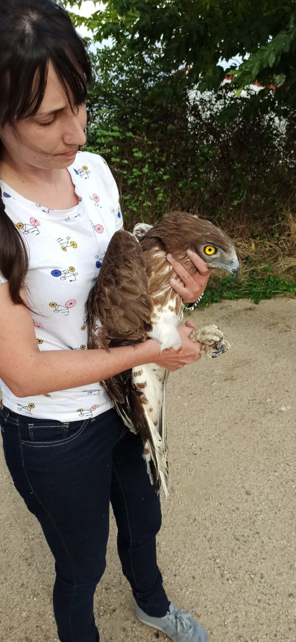 El águila culebrera "Quetzalcoatl", en manos de una veterinaria de GREFA. Este ejemplar ya vuela libre y está migrando a África. 