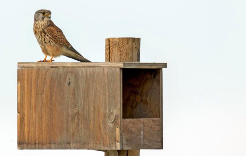 Un cernícalo descansa sobre una caja nido colocada para esta especie depredadora de topillos.Un cernícalo descansa sobre una caja nido colocada para esta especie depredadora de topillos.