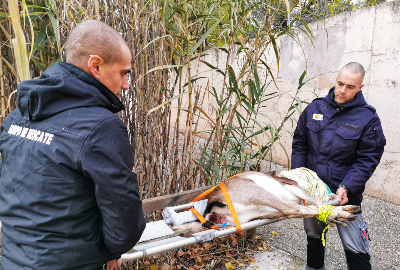 Miembros del Equipo de Rescate de GREFA trasladan un gamo herido. 