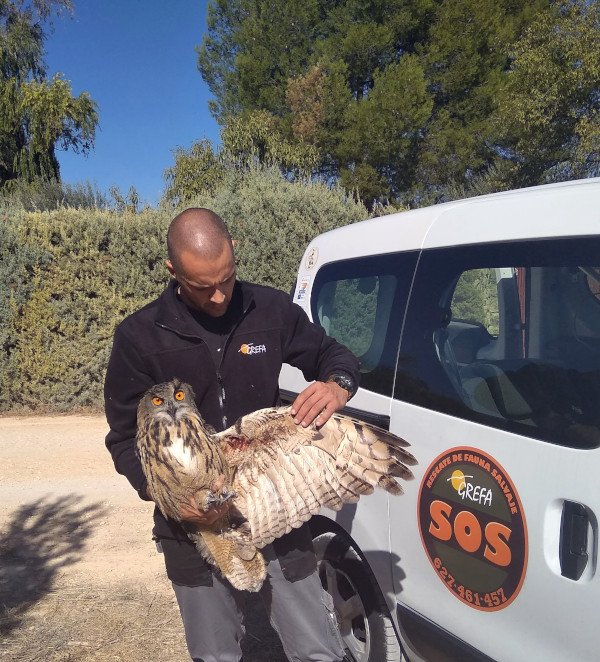 Un rescatador de fauna de GREFA examina el ala herida de un búho real. 