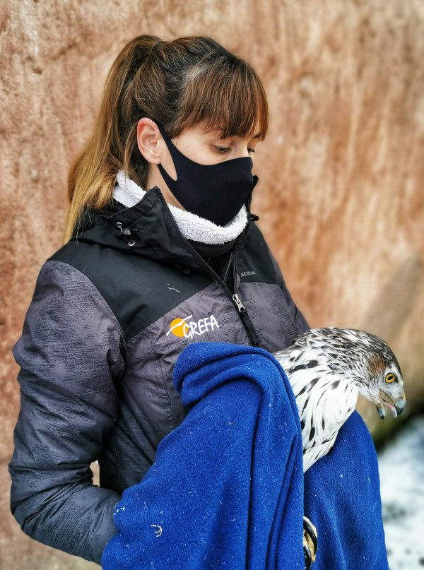 Una rescatadora de fauna de GREFA sujeta a un águila de Bonelli o perdicera. 