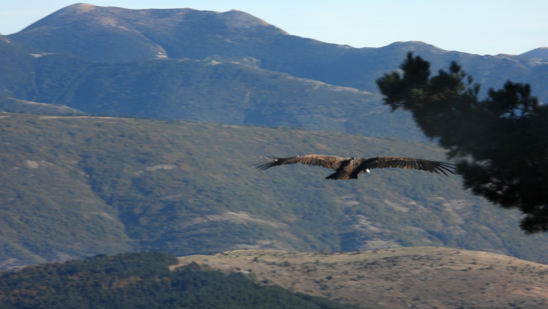 Uno de los veinte buitres negros liberados en la Sierra de la Demanda levanta el vuelo tras su suelta.