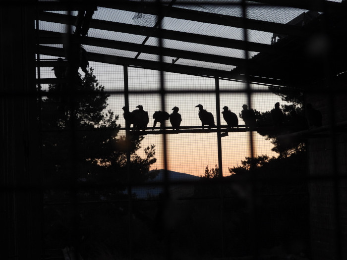 Primeras luces del amanecer durante la jornada en la que se abrió el jaulón de aclimatación para que los buitres negros pudieran volar libres.