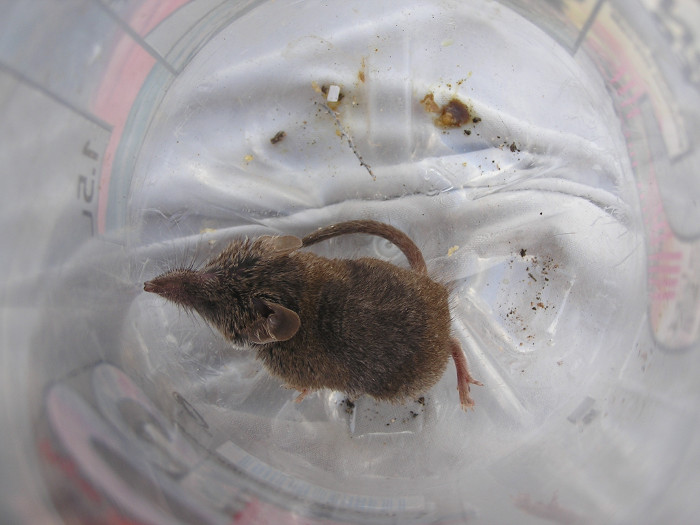 Macho de musaraña canaria capturado en el Parque Natural de Los Volcanes (Lanzarote) el pasado septiembre.