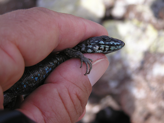 Lagarto capturado durante el trampeo de musarañas canarias en el Malpaís de La Corona.