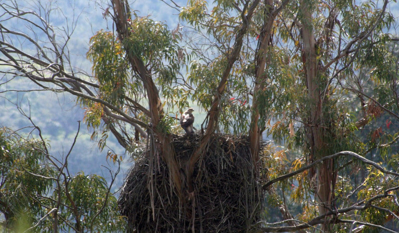 Águila de Bonelli en su nido del sur de Portugal, emplazado en un gran eucalipto. Foto: Andreia Dias.