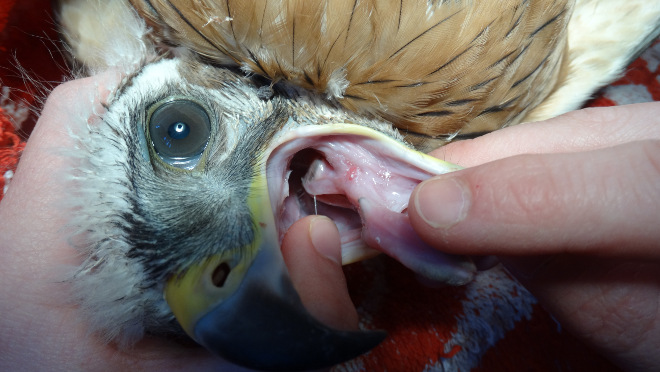 "Aldayar" en el hospital de fauna de GREFA, con la herida producida por las placas de tricomonas prácticamente recuperada cuatro días después de ser intervenida quirúrgicamente.